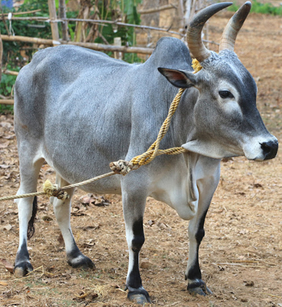 Kanyagam Cow