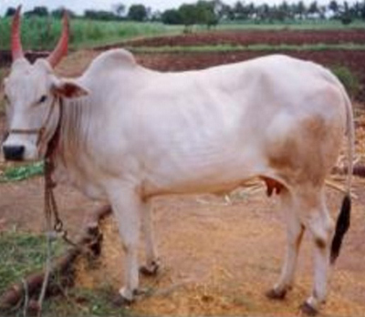 Krishna Valley Cow
