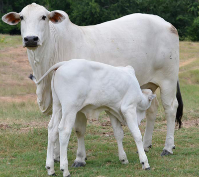 Ongole Cow