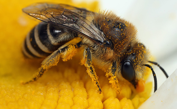 Plasterer Bee