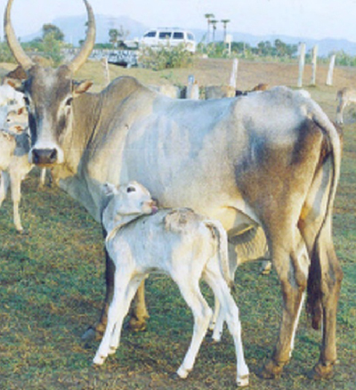 Pulikulam Cow