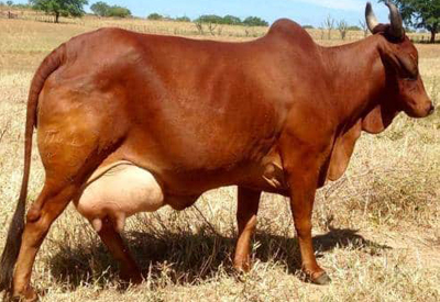 Redsindhi Cow