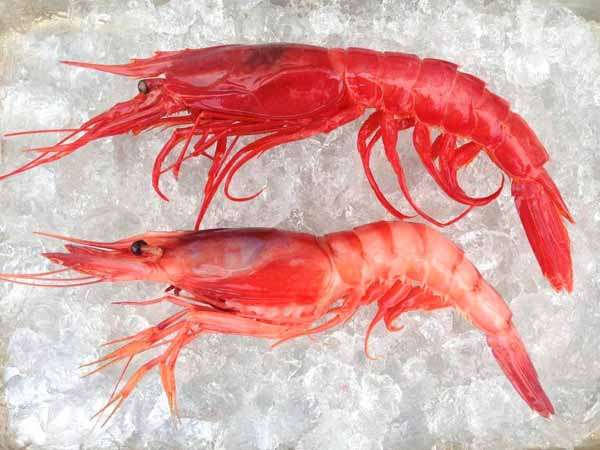 Royal Red Shrimps