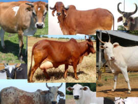 Desi Gaay: 18 Different Types of Cows Names in India 2022