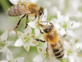 10 Major Types of Bee Species in India and Their Roles