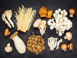 Mushroom Types: 15 Edible and Non Edible Varieties with Pictures
