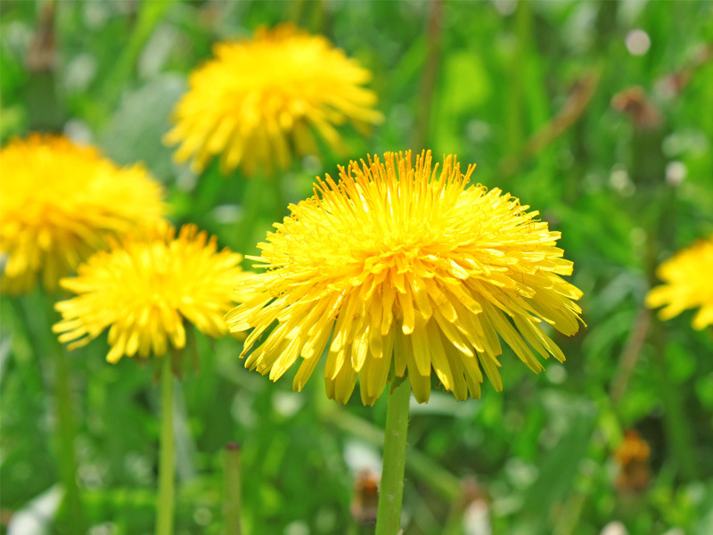 Dandelion Health Benefits And Side Effects