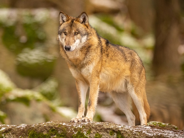 Eurasian Wolf Breed