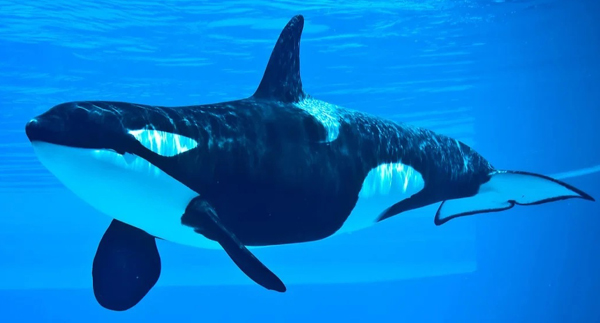 Killer Orca Whale
