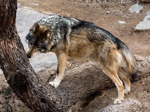 Mexican Wolf Species