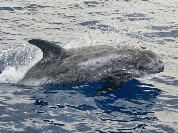 Risso's Dolphin