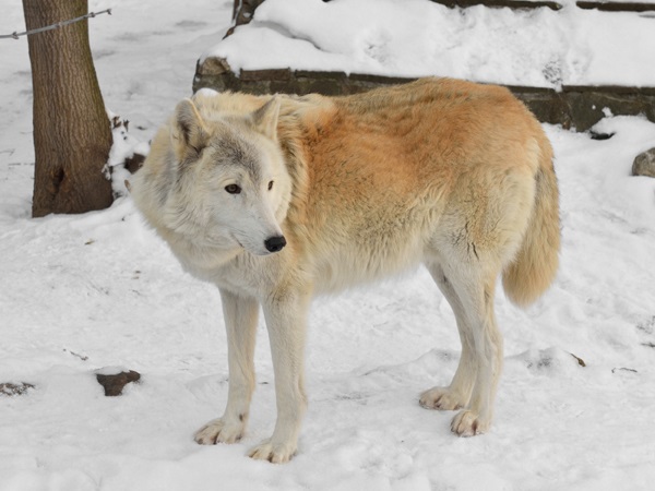 Tundra Wolf 