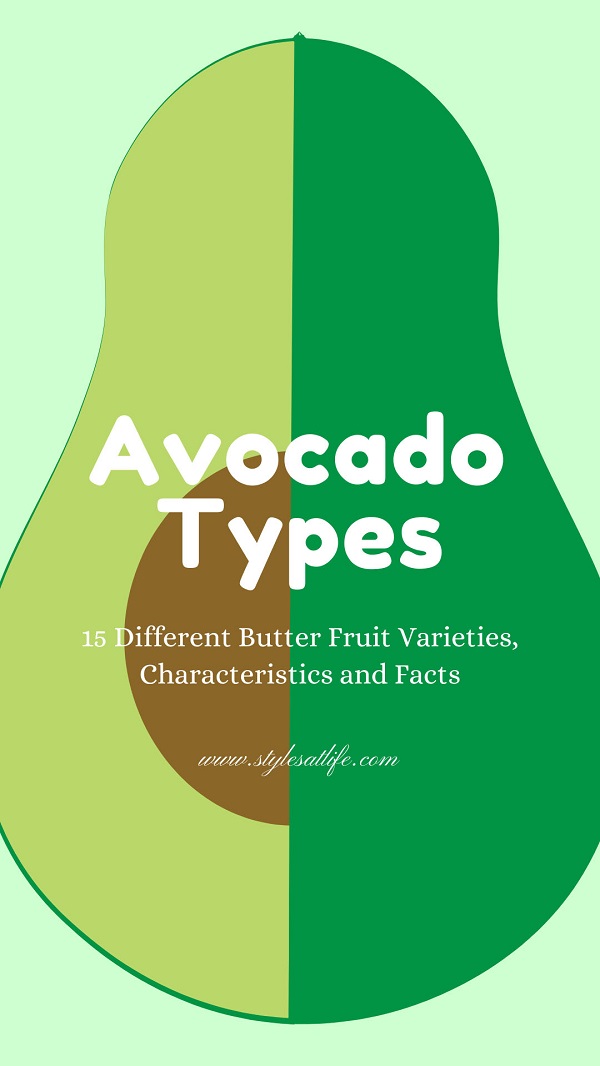 Types Of Avocado