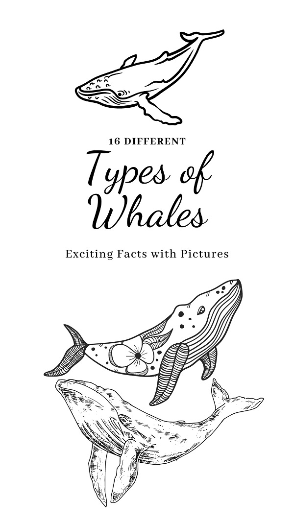 Types Of Whales