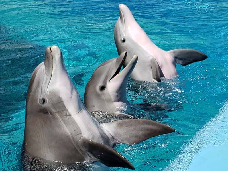 types of dolphins