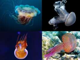 15 Different Types of Jellyfish Species – Interesting Facts and Pictures!
