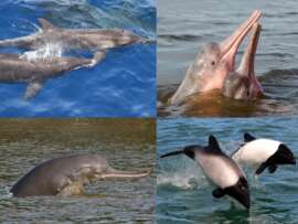 Dolphin Varieties: 12 Different Types of Dolphin Species with Pics
