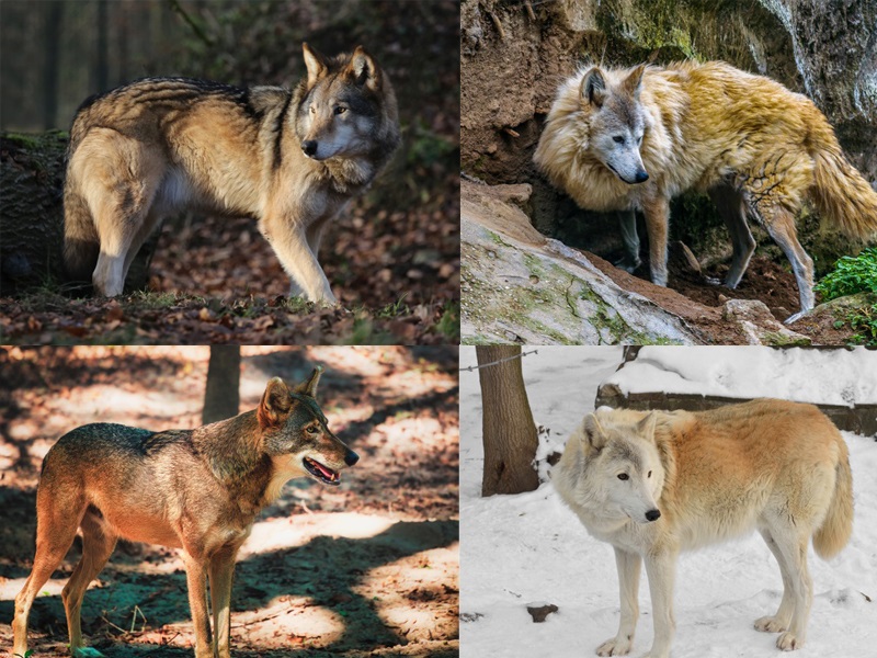 Species Of Wolves