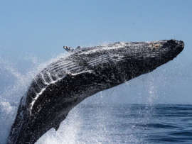 16 Types of Whales: Exciting Facts with Pictures