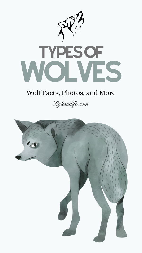wolf species and genus