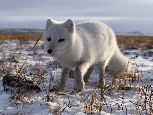Fox Varieties-Arctic Fox
