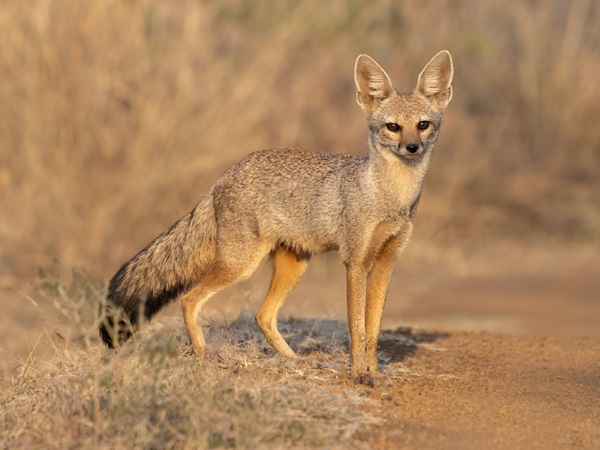 Bengal Fox Species