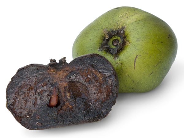 weird looking fruit-Black Sapote