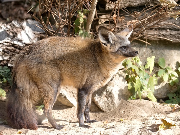 Blanford'S Fox Species