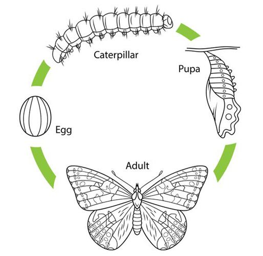 Butterfly Life Cycle Coloring Page