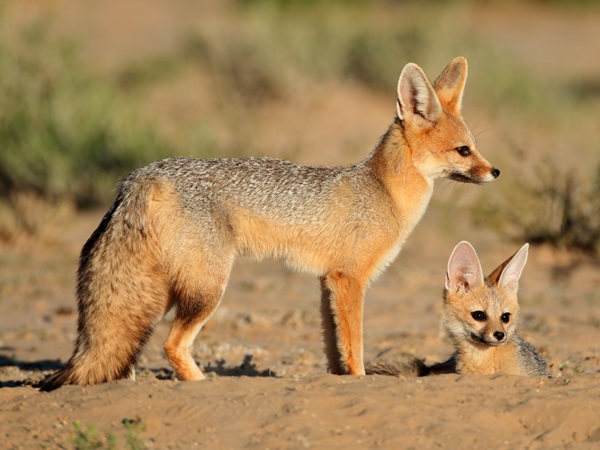 Kinds of Foxes-Cape Fox