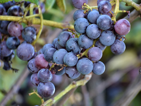 Concord Grape Variety