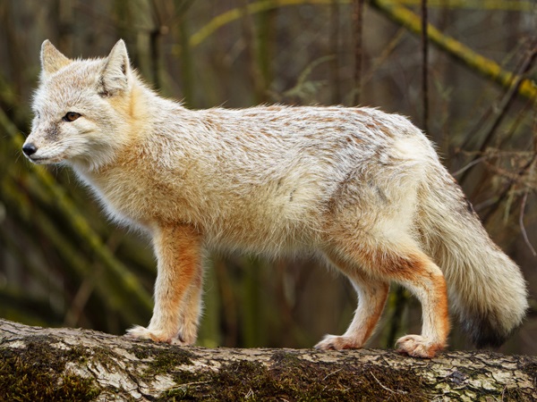 Types of Foxes-Corsac Fox 
