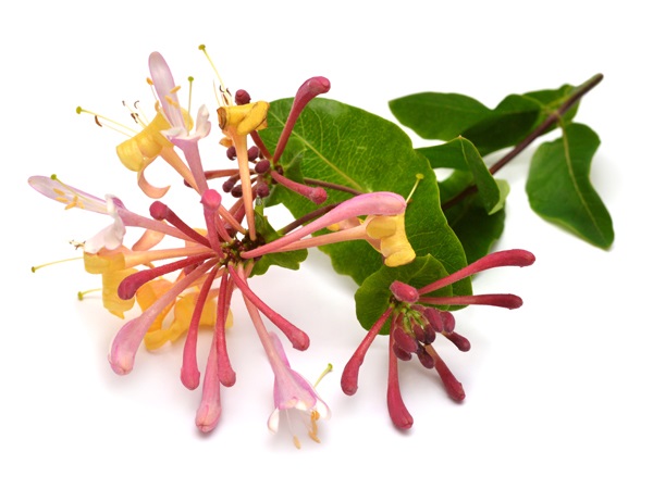 Honeysuckle Edible Flowers