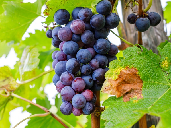 Lemberger Grapes