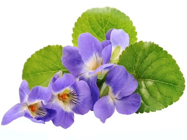 Violets Edible Flowers