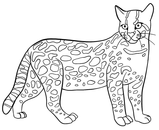 Wild Cat Coloring Page