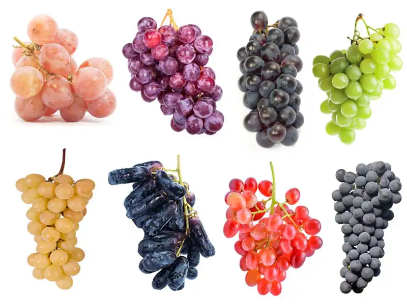 Types of Grapes: 20 Different Grape Varieties with Pictures and Names