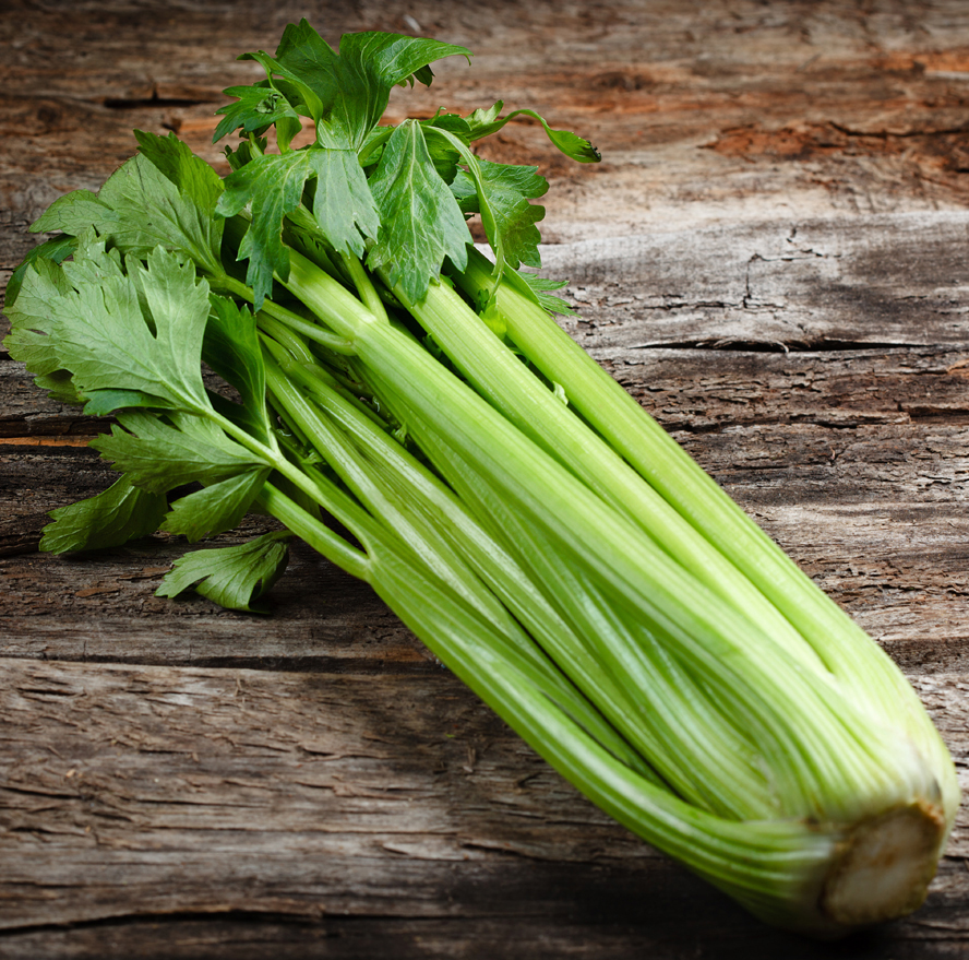 Celery During Pregnancy
