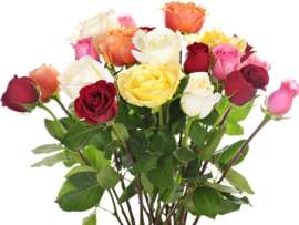 Types of Roses: 15 Best Gulab Phool Varieties Available in India