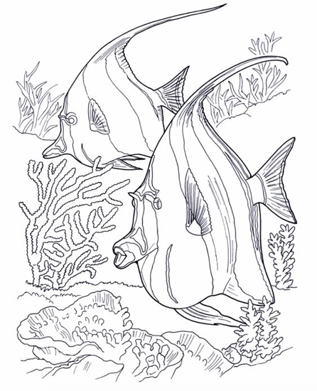 Realistic Fish Colouring Page