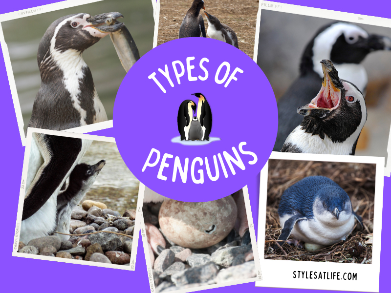 What Are The Different Types Of Penguins Are There