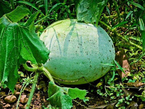 Ash Gourd Health Benefits