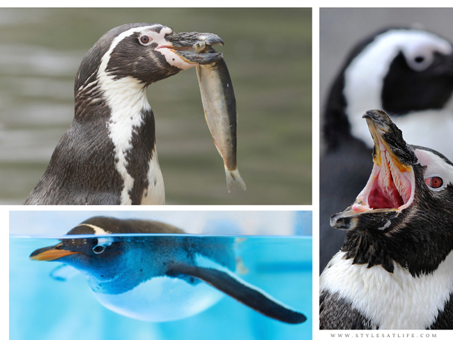 What Types Of Fish Do Penguins Eat