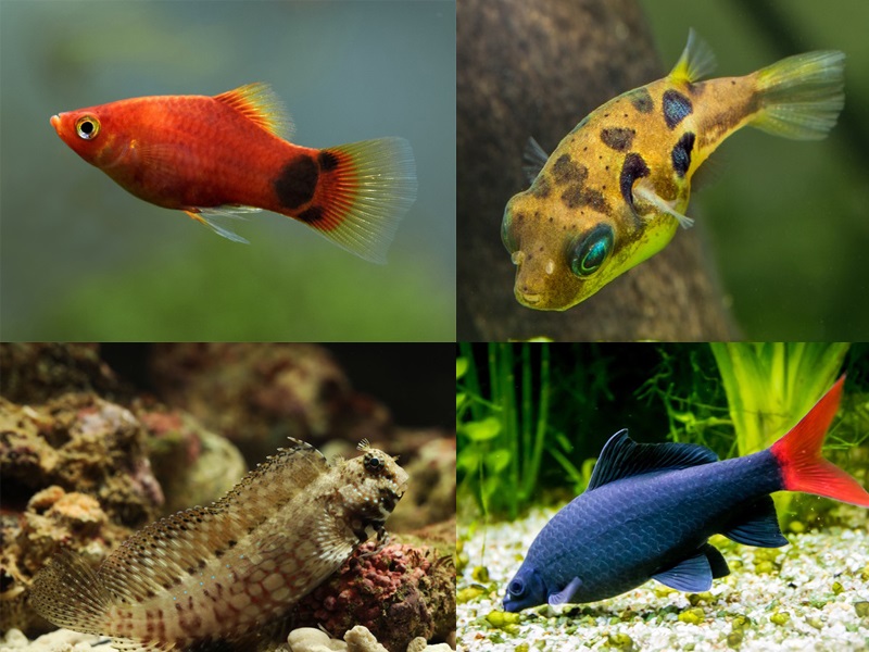 Types of Aquarium Fishes