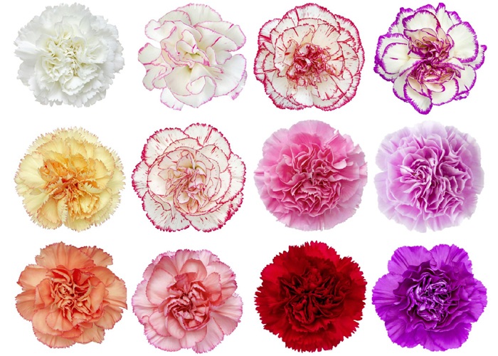 types of flowers with pictures