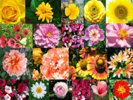 15 Different Types of Flowers Names with Pictures