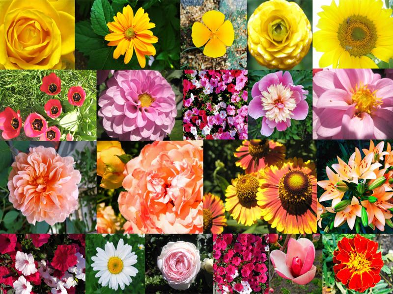 Types of Flowers