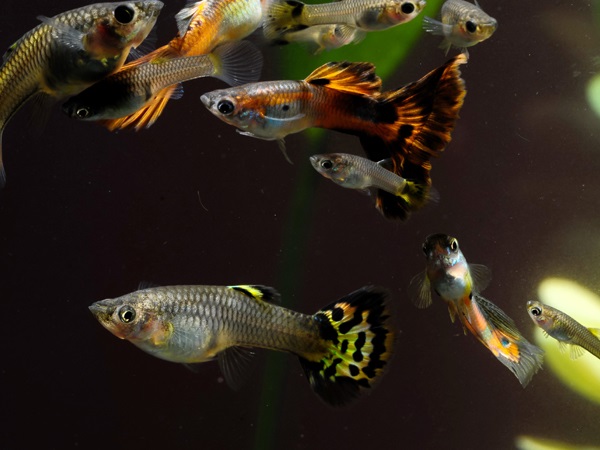Aquarium Fish Species-Guppies