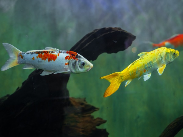 Koi Aquarium Fishes