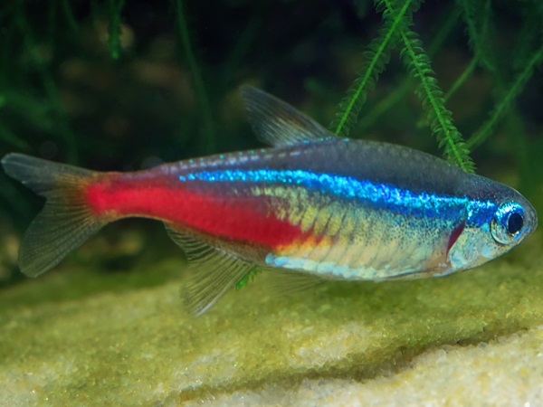 Neon Tetra-Kinds of Aquarium Fish